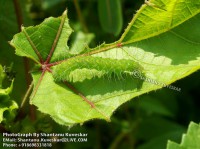 /album/caterpillars/caterpillar-6-photograph-by-shantanu-kuveskar-jpg/
